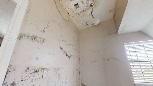Best Basement Mold Removal  in Grenelefe, FL