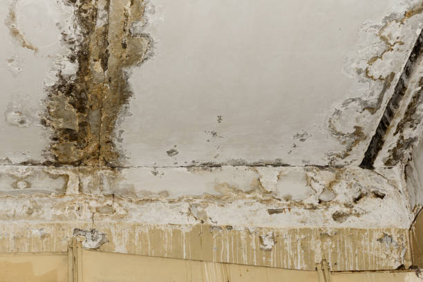 Best Indoor Air Quality Assessment  in Grenelefe, FL