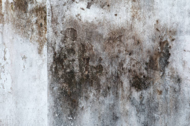 Best Mold Odor Removal Services  in Grenelefe, FL