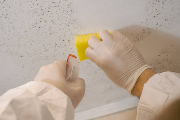 Trusted Grenelefe, FL Mold Removal Experts
