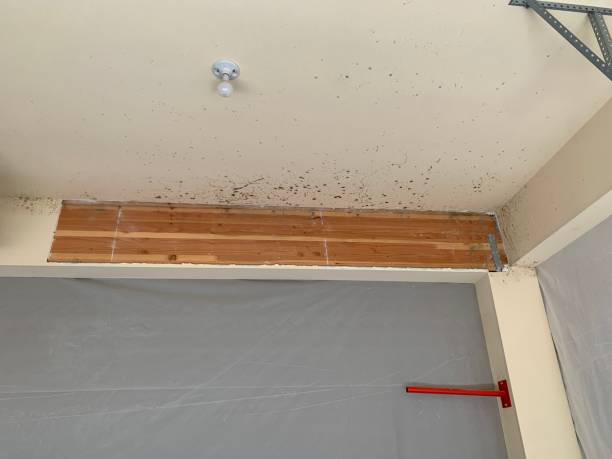 Best Post-Construction Mold Inspection  in Grenelefe, FL