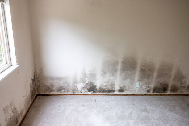 Best Residential Mold Inspection & Testing  in Grenelefe, FL