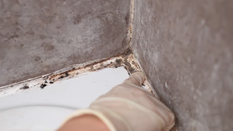 Best Air Quality Testing for Mold Spores  in Grenelefe, FL